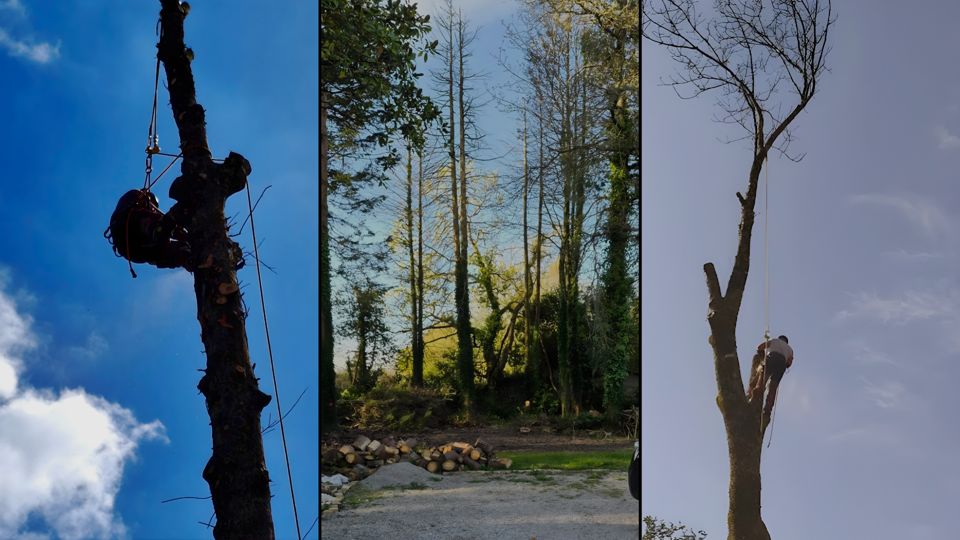 abattage d arbres elliant